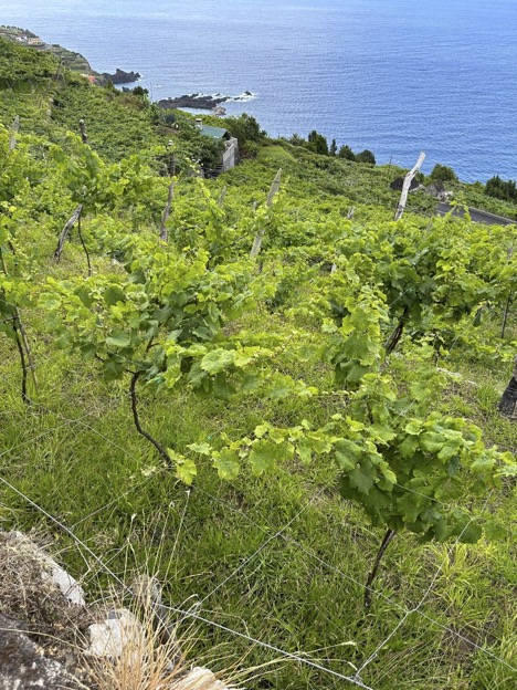 Wine vines on an island hillside